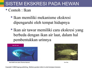 Copyright © 2008 Sugeng publishing_ Silahkan gunakan slide ini untuk kemajuan bersama
SISTEM EKSKRESI PADA HEWAN
 Contoh : Ikan
 Ikan memiliki mekanisme ekskresi
dipengaruhi oleh tempat hidupnya
 Ikan air tawar memiliki cara ekskresi yang
berbeda dengan ikan air laut, dalam hal
pembentukkan urinnya
Ikan Air Laut
Ikan bluefin tuna utara (Thunnus thynnus) Ikan Mas
 