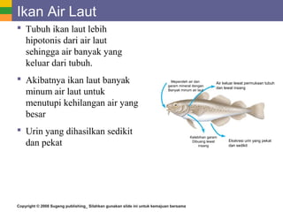 Copyright © 2008 Sugeng publishing_ Silahkan gunakan slide ini untuk kemajuan bersama
Ikan Air Laut
 Tubuh ikan laut lebih
hipotonis dari air laut
sehingga air banyak yang
keluar dari tubuh.
 Akibatnya ikan laut banyak
minum air laut untuk
menutupi kehilangan air yang
besar
 Urin yang dihasilkan sedikit
dan pekat
Meperoleh air dan
garam mineral dengan
Banyak minum air laut
Air keluar lewat permukaan tubuh
dan lewat insang
Kelebihan garam
Dibuang lewat
insang
Ekskresi urin yang pekat
dan sedikit
 