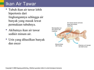 Copyright © 2008 Sugeng publishing_ Silahkan gunakan slide ini untuk kemajuan bersama
Ikan Air Tawar
 Tubuh ikan air tawar lebih
hipertonis dari
lingkungannya sehingga air
banyak yang masuk lewat
permukaan tubuhnya.
 Akibatnya ikan air tawar
sedikit minum air.
 Urin yang dihasilkan banyak
dan encer
Mendapatkan air
dan garam dari
makanan
Air masuk secara osmosis
lewat permukaan
tubuhnya
Mineral diikat
oleh insang Ekskresi urin banyak
dan lebih encer
 
