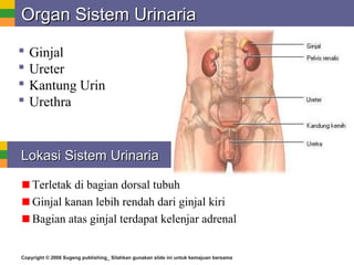 Copyright © 2008 Sugeng publishing_ Silahkan gunakan slide ini untuk kemajuan bersama
Organ Sistem UrinariaOrgan Sistem Urinaria
 Ginjal
 Ureter
 Kantung Urin
 Urethra
Terletak di bagian dorsal tubuh
Ginjal kanan lebih rendah dari ginjal kiri
Bagian atas ginjal terdapat kelenjar adrenal
Lokasi Sistem UrinariaLokasi Sistem Urinaria
 