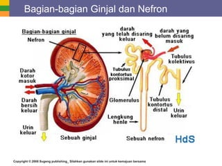 Copyright © 2008 Sugeng publishing_ Silahkan gunakan slide ini untuk kemajuan bersama
Bagian-bagian Ginjal dan Nefron
 