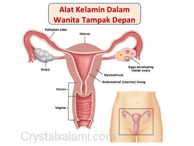 kelas xi sistem reproduksi manusia kelas xi sistem reproduksi manusia
