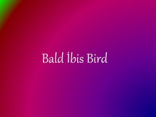 Bald İbis Bird
 