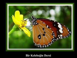 Bir Kelebe ğ in Dersi 