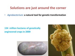 Enhancing the value of genetic resources through science & technology: The role of the BecA Hub