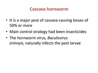 Cassava hornworm<br />It is a major pest of cassava causing losses of 50% or more<br />Main control strategy had been inse...