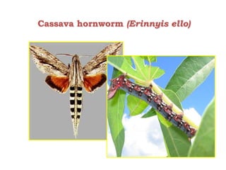 Enhancing the value of genetic resources through science & technology: The role of the BecA Hub