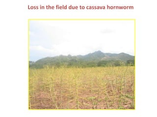 Enhancing the value of genetic resources through science & technology: The role of the BecA Hub