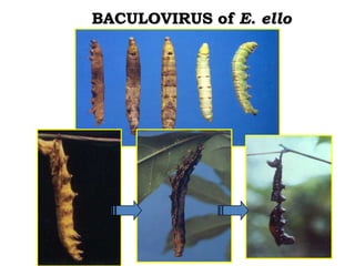 Enhancing the value of genetic resources through science & technology: The role of the BecA Hub