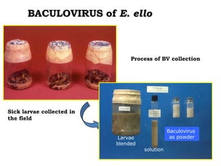 Enhancing the value of genetic resources through science & technology: The role of the BecA Hub