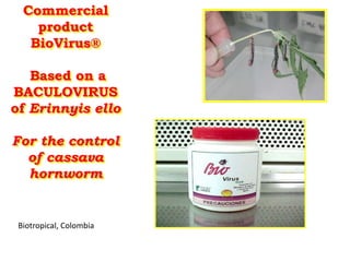 Enhancing the value of genetic resources through science & technology: The role of the BecA Hub