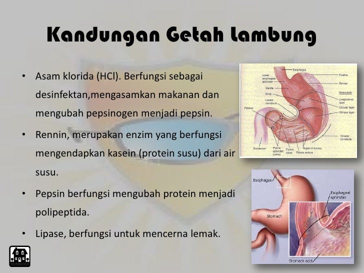 Enzim Yang Dihasilkan Lambung Enzim Pada Lambung Yang Berfungsi Mengendapkan Protein Susu Adalah
