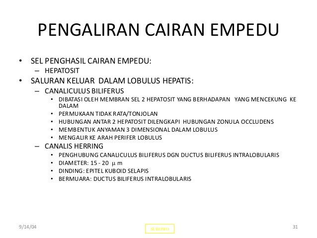 Kelenjar Pencernaan