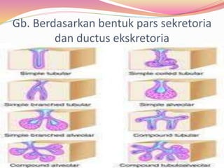 Gb. Berdasarkan bentuk pars sekretoria
dan ductus ekskretoria
 