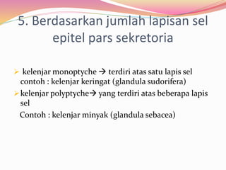 5. Berdasarkan jumlah lapisan sel
epitel pars sekretoria
 kelenjar monoptyche  terdiri atas satu lapis sel
contoh : kelenjar keringat (glandula sudorifera)
kelenjar polyptyche yang terdiri atas beberapa lapis
sel
Contoh : kelenjar minyak (glandula sebacea)
 