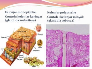 kelenjar monoptyche
Contoh: kelenjar keringat
(glandula sudorifera)
Kelenjar polyptyche
Contoh : kelenjar minyak
(glandula sebacea)
 