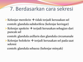 7. Berdasarkan cara sekresi
Kelenjar merokrin  tidak terjadi kerusakan sel
contoh: glandula subdorifera (kelenjar keringat)
Kelenjar apokrin  terjadi kerusakan sebagian dari
puncak sel
contoh: glandula axillaris dan glandula circumanale
Kelenjar holokrin  terjadi kerusakan sel pada saat
sekresi
contoh: glandula sebacea (kelenjar minyak)
 