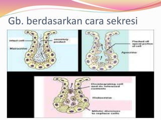 Gb. berdasarkan cara sekresi
 