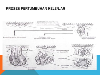 PROSES PERTUMBUHAN KELENJAR
 