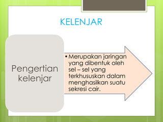 KELENJAR
•Merupakan jaringan
yang dibentuk oleh
sel – sel yang
terkhususkan dalam
menghasilkan suatu
sekresi cair.
Pengertian
kelenjar
 