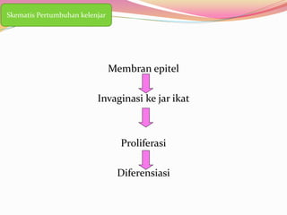 Membran epitel
Invaginasi ke jar ikat
Proliferasi
Diferensiasi
Skematis Pertumbuhan kelenjar
 