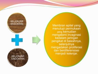 KELENJAR
EKSOKRIN
KELENJAR
ENDOKRIN
Membran epitel yang
menutupi permukaan
yang kemudian
mengalami invaginasi
kedalam jaringan
pengikat di bawahnya,
selanjutnya
mengadakan proliferasi
dan berdiferensiasi
menjadi kelenjar.
 