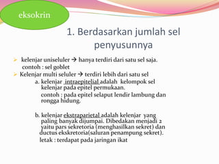 1. Berdasarkan jumlah sel
penyusunnya
 kelenjar uniseluler  hanya terdiri dari satu sel saja.
contoh : sel goblet
 Kelenjar multi seluler  terdiri lebih dari satu sel
a. kelenjar intraepitelial adalah kelompok sel
kelenjar pada epitel permukaan.
contoh : pada epitel selaput lendir lambung dan
rongga hidung.
b. kelenjar ekstraparietal adalah kelenjar yang
paling banyak dijumpai. Dibedakan menjadi 2
yaitu pars sekretoria (menghasilkan sekret) dan
ductus ekskretoria(saluran penampung sekret).
letak : terdapat pada jaringan ikat
eksokrin
 