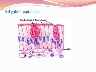 Sel goblet pada usus
 