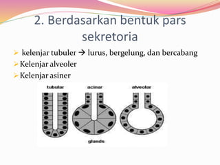 2. Berdasarkan bentuk pars
sekretoria
 kelenjar tubuler  lurus, bergelung, dan bercabang
Kelenjar alveoler
Kelenjar asiner
 