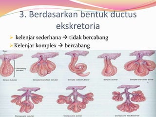 3. Berdasarkan bentuk ductus
ekskretoria
 kelenjar sederhana  tidak bercabang
Kelenjar komplex  bercabang
 