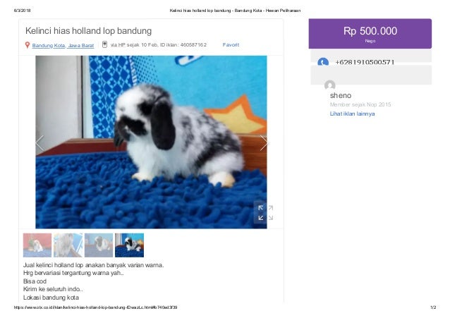 Kelinci Hias Holland Lop Broken 081910500571 Bandung Bandung Kota