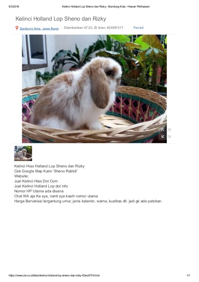 Kelinci Holland Lop 081910500571 Sheno Dan Rizky Bandung Kota Hew