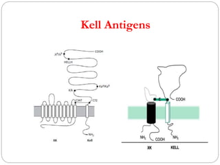 Kell blood group system PPTX Blood Disorders Diseases and Conditions