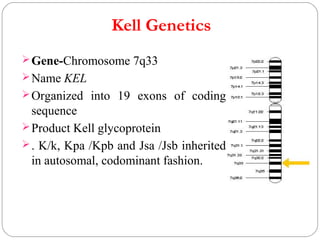 Kell blood group system PPT
