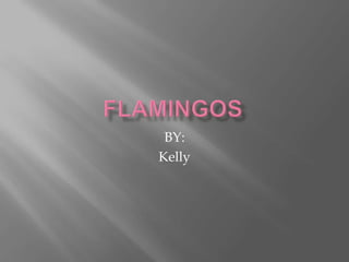 Flamingos BY: Kelly 