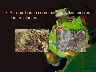 • El lince ibérico come conejos y los conejos
  comen plantas.
 