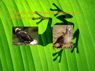 • El águila imperial come perdices y las
  perdices comen trigo.
 