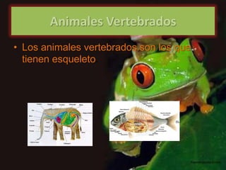 Animales Vertebrados
• Los animales vertebrados son los que
  tienen esqueleto.
 