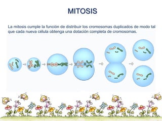 MITOSIS
La mitosis cumple la función de distribuir los cromosomas duplicados de modo tal
que cada nueva célula obtenga una...