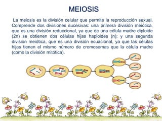 MEIOSIS
La meiosis es la división celular que permite la reproducción sexual.
Comprende dos divisiones sucesivas: una prim...