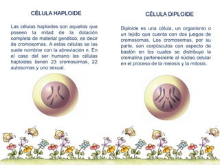 CÉLULA HAPLOIDE
Las células haploides son aquellas que
poseen la mitad de la dotación
completa de material genético, es de...