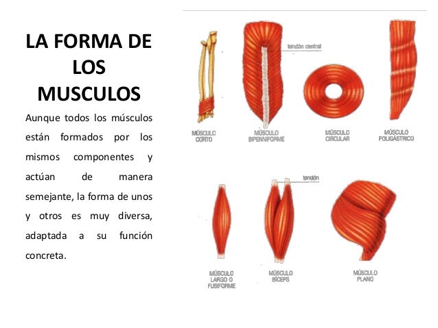 KellyChemin v17072669_sistemamuscular_presentacion
