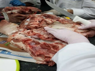 LABORATORIO DE HISTOLOGÍA 