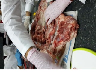 LABORATORIO DE HISTOLOGÍA 