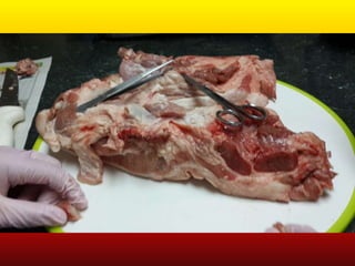 LABORATORIO DE HISTOLOGÍA 