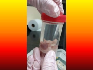 LABORATORIO DE HISTOLOGÍA 