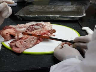 LABORATORIO DE HISTOLOGÍA 