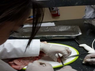 LABORATORIO DE HISTOLOGÍA 