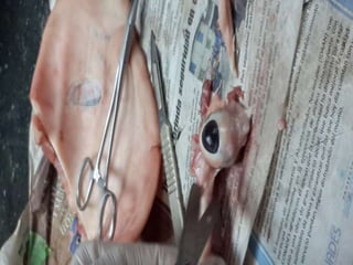 LABORATORIO DE HISTOLOGÍA 