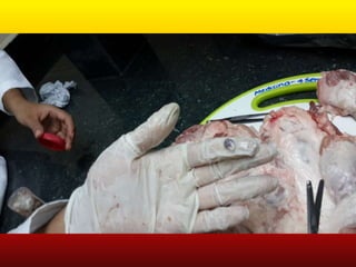 LABORATORIO DE HISTOLOGÍA 